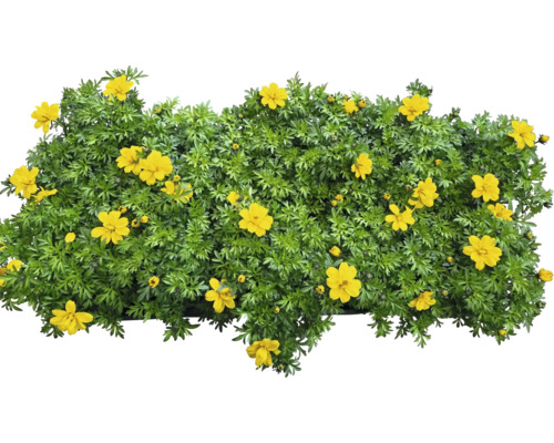 Plante de biden fleurie avec des fleurs jaunes