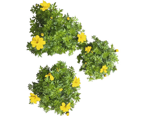 Trois plantes de corbeille d''or avec des feuilles vertes et des fleurs jaunes.
