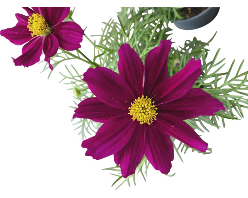 Gros plan de cosmos avec des feuilles vertes en pot.