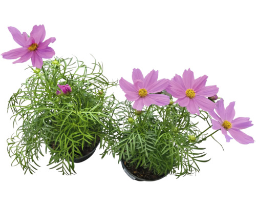 Deux plantes en pot avec des fleurs roses et des feuilles vertes.