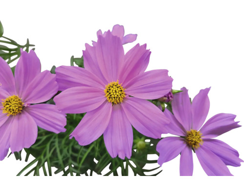 Gros plan de fleurs de cosmos avec des centres jaunes