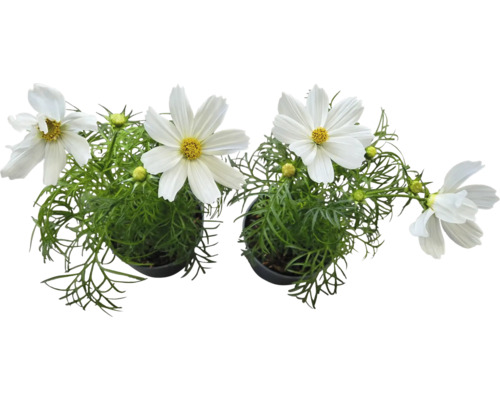 Deux pots avec une plante de cosmos blanc