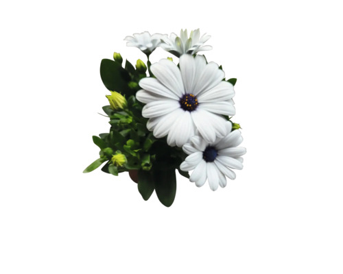 Strauss weisser Gänseblümchen mit grünen Blättern