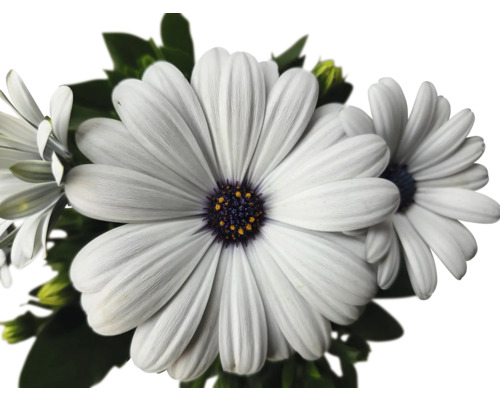 Nahaufnahme von weißen Margeritenblüten