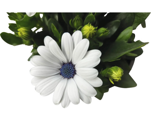 Nahaufnahme einer Margerite mit weißen Blütenblättern und blauem Zentrum