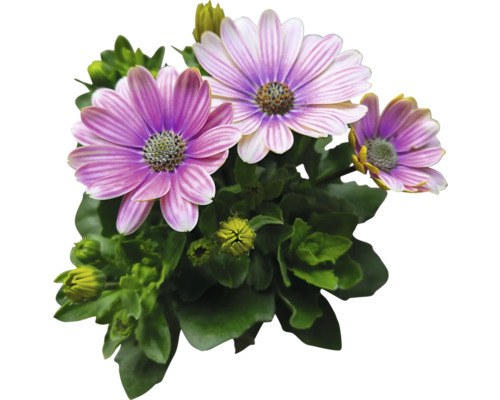 Afrikanische Gänseblümchen mit grünen Blättern