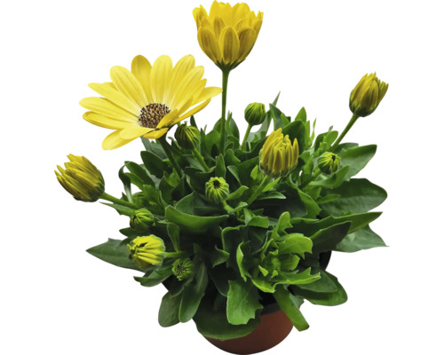 Gelbe Kapkörbchen-Pflanze im Topf