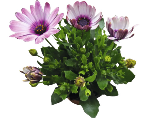 Gänseblümchenbusch mit Blüten und Knospen