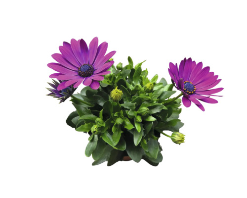 Gänseblümchenbusch mit lila Blüten