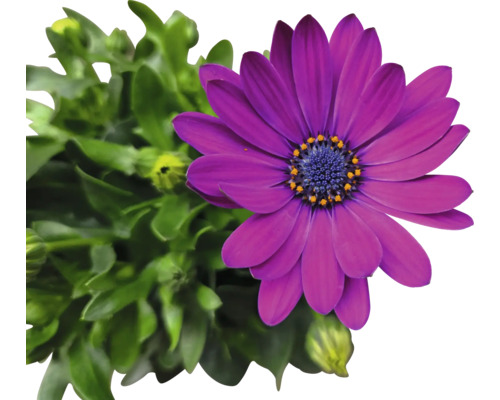 Kapmargerite mit Blättern