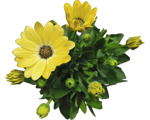 Gänseblümchenpflanze mit gelben Blüten und grünen Blättern