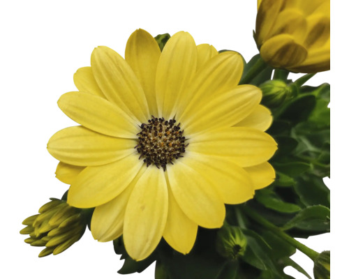 Gelbe Kapmargerite im Detail