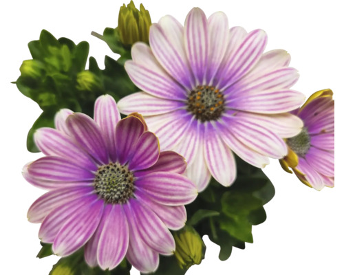 Nahaufnahme von lila Gänseblümchen mit grünen Blättern