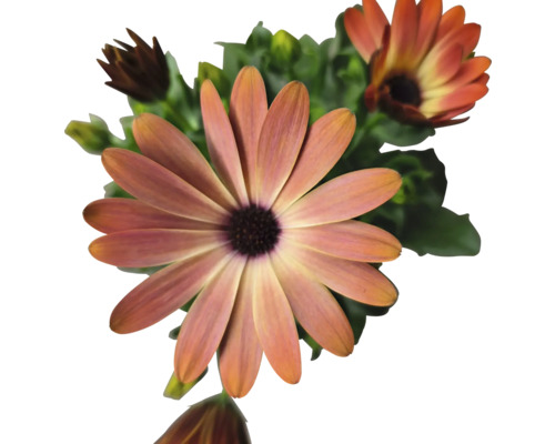 Nahaufnahme von Kapkörbchenblüten