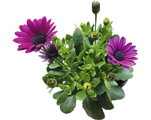Osteospermum Pflanze mit lila Blüten