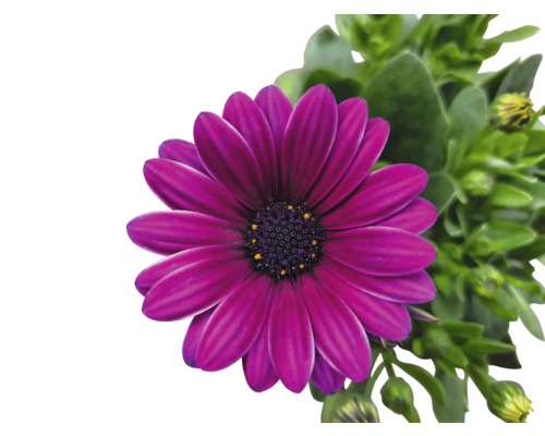 Nahaufnahme einer purpurfarbenen Kapmargerite mit grünen Blättern