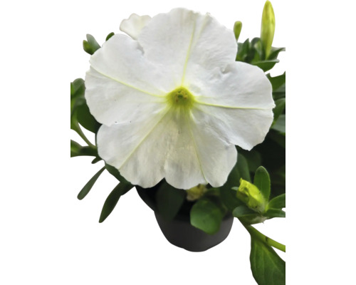 Pétunia blanche en pot