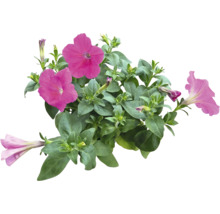 Petunienpflanze mit Blüten und Blättern