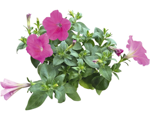 Plant de pétunia avec fleurs et feuilles