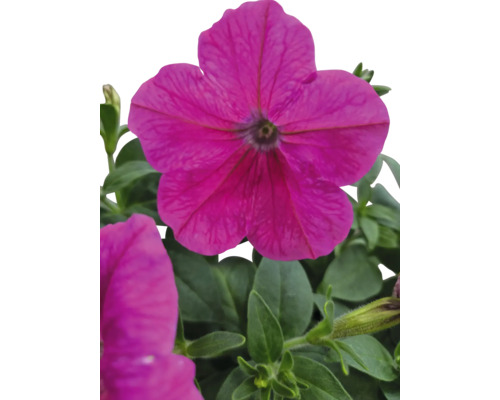 Gros plan d''une fleur de pétunia rose avec des feuilles vertes