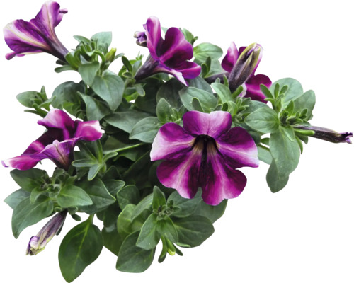 Pétunias avec feuilles et fleurs