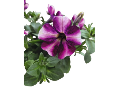 Gros plan d''un pétunia violet et blanc avec des feuilles vertes.
