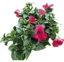 Petunien mit grünen Blättern und Blüten