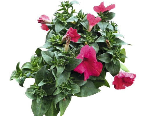 Pétunias avec feuilles vertes et fleurs