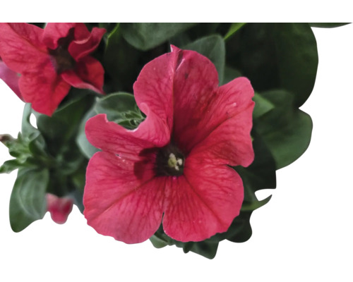 Gros plan d''un pétunia rouge avec des feuilles vertes