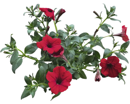 Image d''un pétunia avec des fleurs rouges et des feuilles vertes.