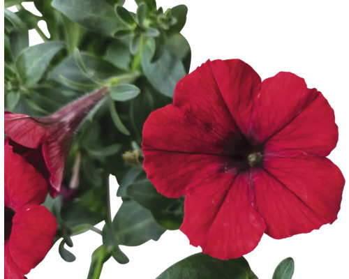 Fleurs de pétunia rouges avec des feuilles vertes