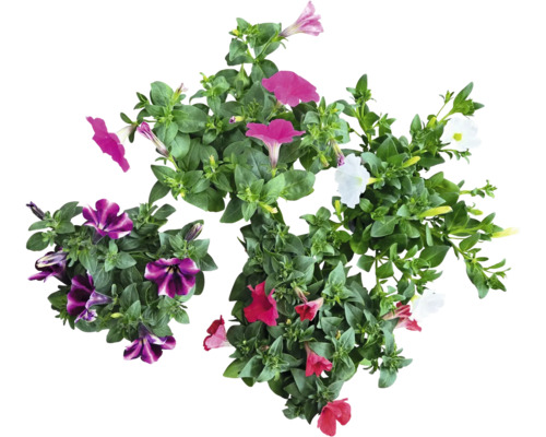 Pétunias multicolores avec feuilles vertes.