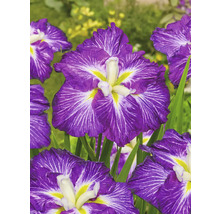 Gros plan d''un iris japonais avec des fleurs