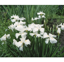Gruppe weisser Schwertlilien im Garten.