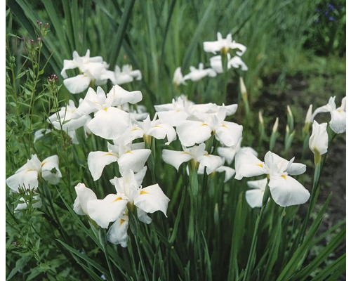 Weiße Wasserschwertlilie FloraSelf Iris kaempferi White H 5-20 cm Ø 9 cm Topf Gruppe weisser Schwertlilien im Garten.