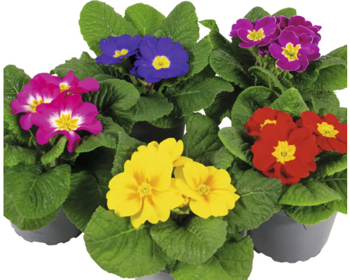 Primevères de différentes couleurs en pot