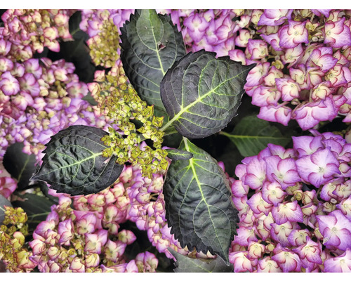 Nahaufnahme einer Hortensie mit Blättern