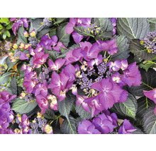 Nahaufnahme einer Hortensie mit lila Blüten und dunklen Blättern.