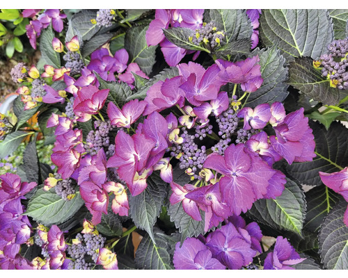 Nahaufnahme einer Hortensie mit lila Blüten und dunklen Blättern.