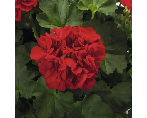 Rote Geranienblüte mit grünen Blättern