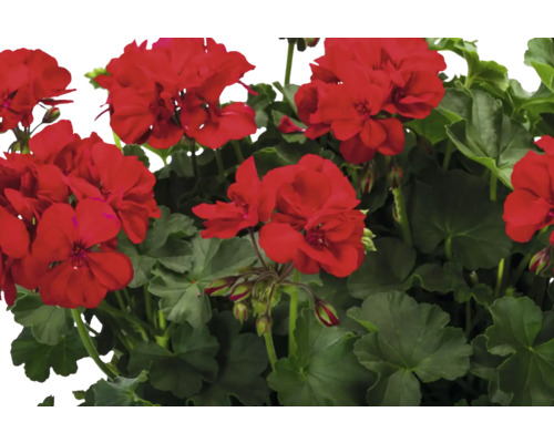 Geranien mit roten Blüten und grünen Blättern.