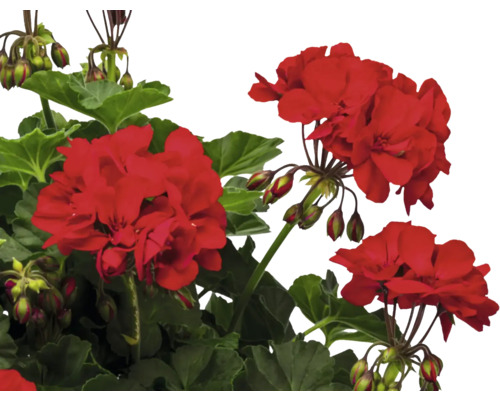 Geranie mit roten Blüten und grünen Blättern