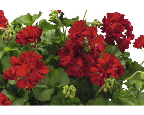 Nahaufnahme einer roten Geranienblüte mit grünen Blättern.