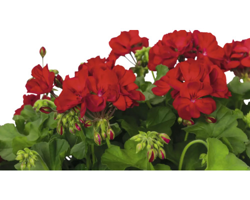 Geranienblüten mit grünen Blättern und Knospen