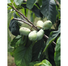 Branche avec des fruits et des feuilles de pawpaw