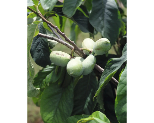 Branche avec des fruits et des feuilles de pawpaw