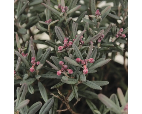Gros plan d''une plante de lédon des marais avec des feuilles et des boutons floraux.