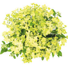 Hortensia paniculé avec fleurs et feuilles