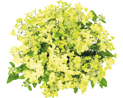 Hortensia paniculé avec fleurs et feuilles