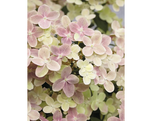 Gros plan de fleurs d''hortensia